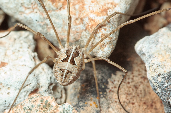 Metaphalangium sp. ??